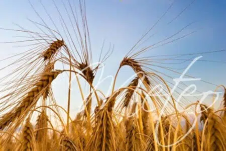 Meteo: il tempo a Siena ed in Toscana di oggi Previsioni Meteo Siena, campo di grano